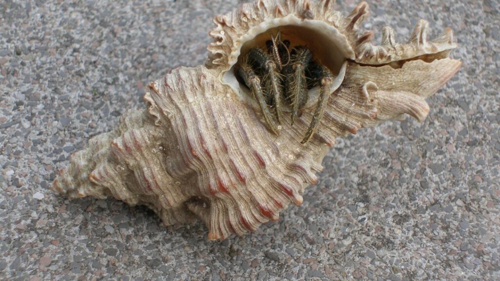 Contratto affitto scaduto inquilino non esce - Modello da scaricare in PDF