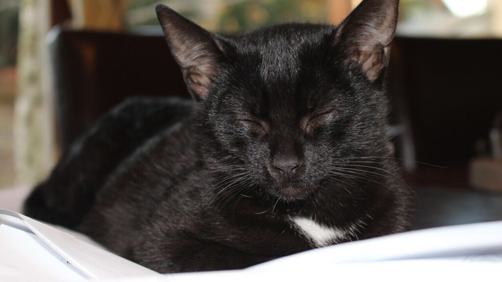 Contratto colf 3 ore settimanali - scarica il modello in PDF